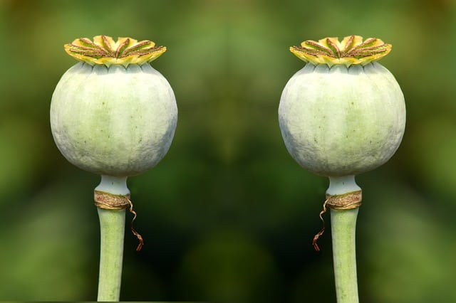 two poppy seed heads illustrating clone or copy